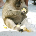 20090420 20090122 Phi Phi Don-Monkey Bay  29 of 34 